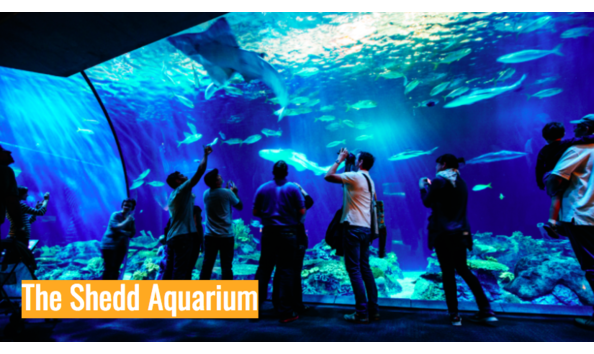 chicago fun 4 shedd