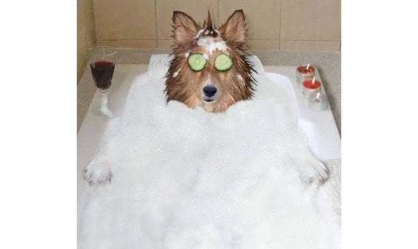 doggy day spa
