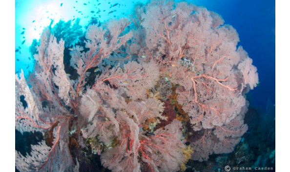 Open Water Ssi Dive Certification Boulder Co