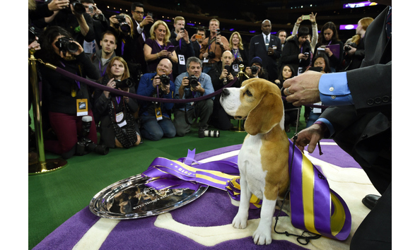 2018 westminster best in show